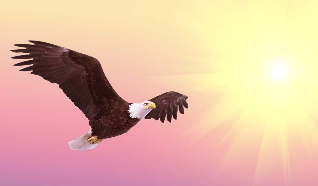 Eagle